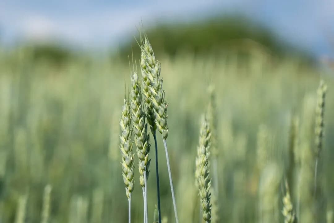 Топ-3 продуктов АПК, поставляемых из России в ЮАР
