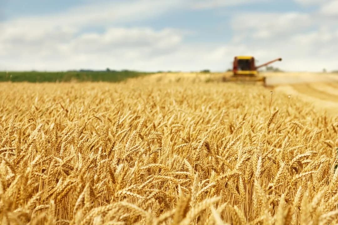 Почвенные микроорганизмы повышают засухоустойчивость пшеницы