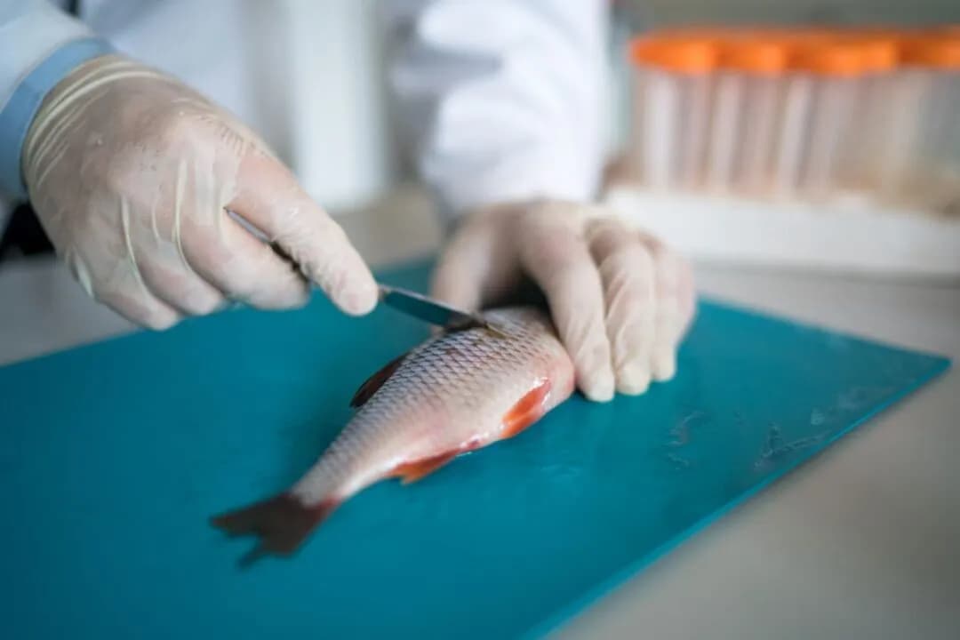 Россельхознадзор и Венесуэла согласовали требования к поставкам рыбопродукции