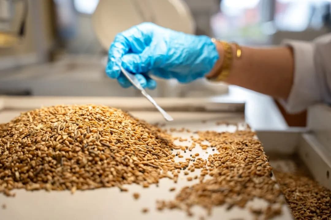 Свыше 90% исследованной омской пшеницы признано продовольственной