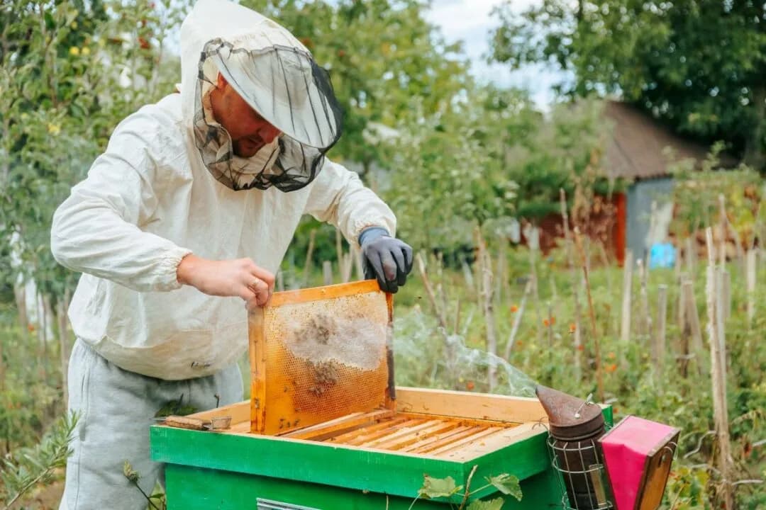 Почему пчелы производят меньше меда
