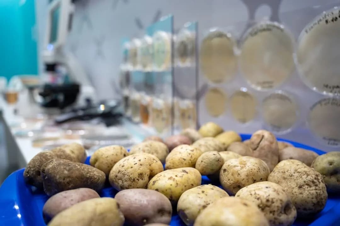 В Астраханской области подтверждена сортовая чистота картофеля