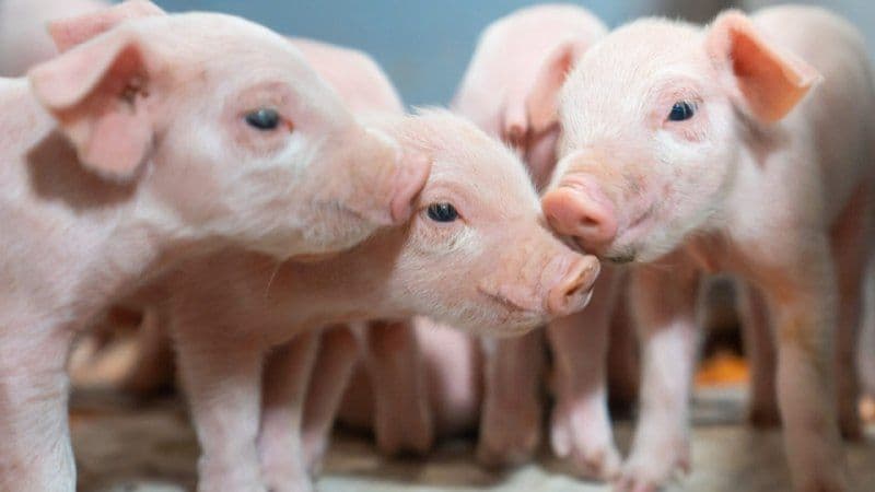 АгроПромкомплектация установила рекорды в селекции свиней
