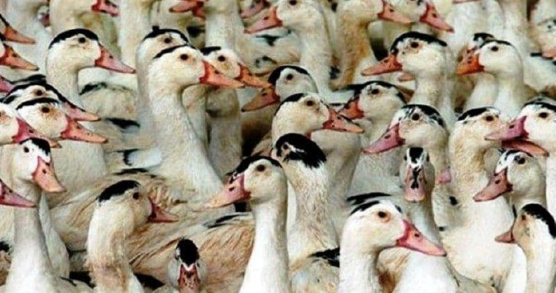 Челябинская область: СоюзПромПтица восстановит утиную ферму