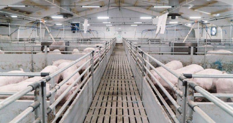 Группа компаний АГРОЭКО увеличила производство свиней на 10%