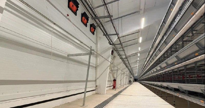 Группа «ПРОДО» приобрела репродуктор II порядка «Башкирский бройлер»