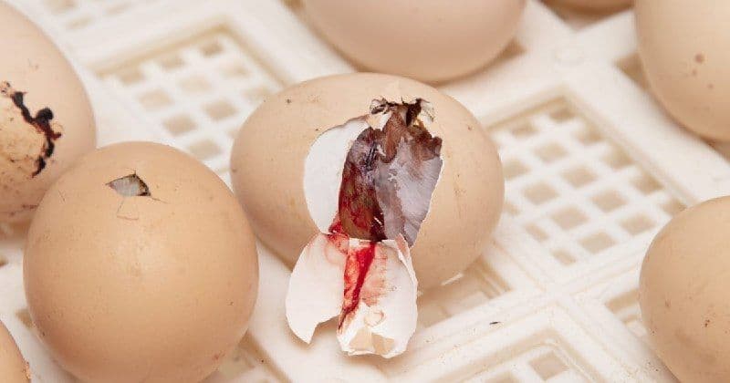 Из Узбекистана в Хабаровск доставлено 106,2 тысячи инкубационных яиц