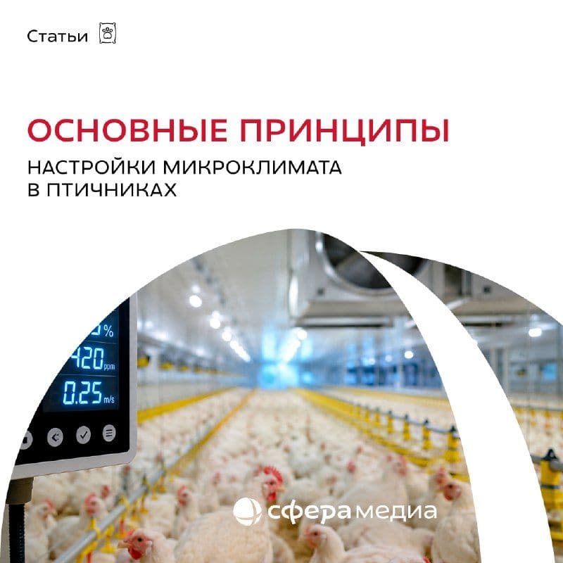 Как температура, влажность и вентиляция влияют на результаты выращивания бройлеров