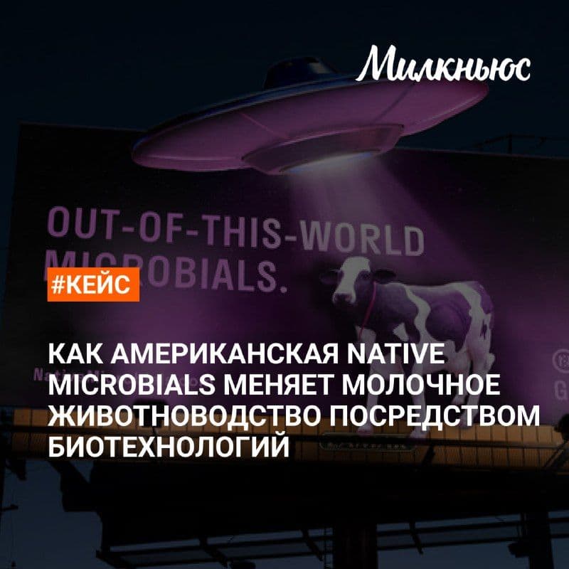 Можно ли повысить продуктивность коров без антибиотиков и гормонов, используя только то, что уже есть в их организме?