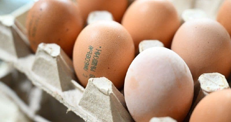 Мышкинская птицефабрика планирует увеличить производство яиц в 2,5 раза