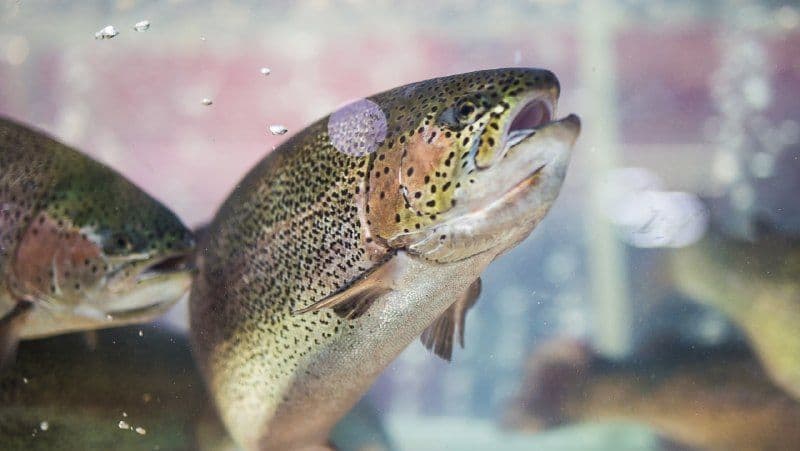 Производство рыбы в Таджикистане должно вырасти с 5,5 до 7,2 тыс. тонн