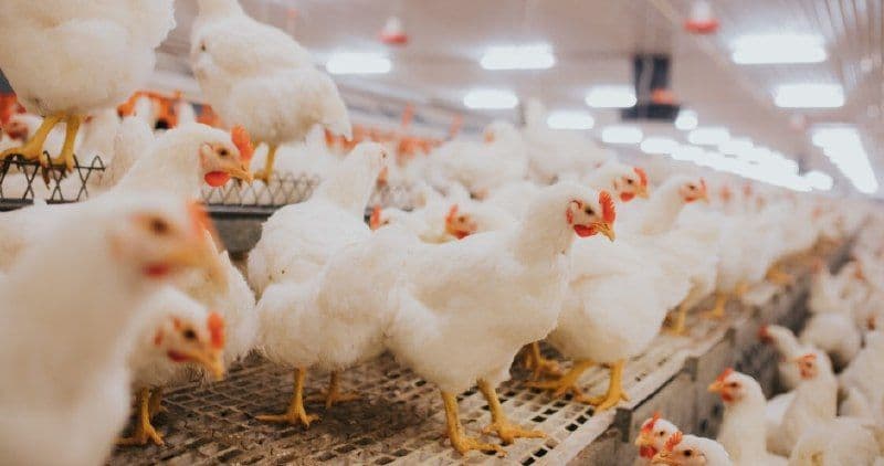 Птица становится основным продуктом оренбургского животноводства