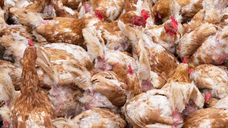 Птицефабрика «Бобровская» осталась без компенсации за изъятых кур