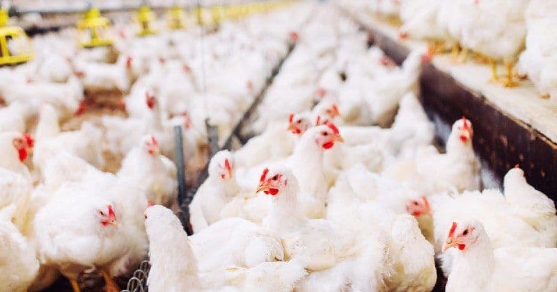 Самарская область: к 2028 году производство куриного мяса планируется увеличить на 76 тысяч тонн