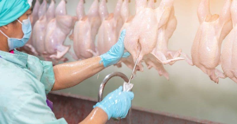 СТАТЬЯ: Обзор новостей и событий мясопереработки и животноводства за 43-ю неделю (19–25 октября 2026 г.)