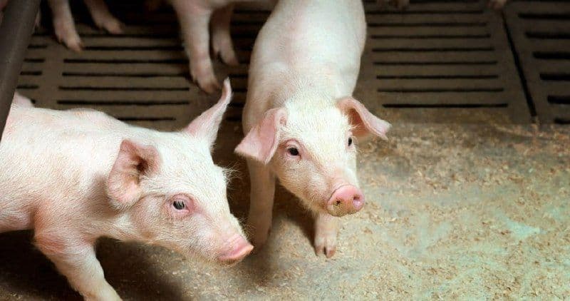 Ставропольский край: губернатор распорядился выкупать свиней по рыночной цене
