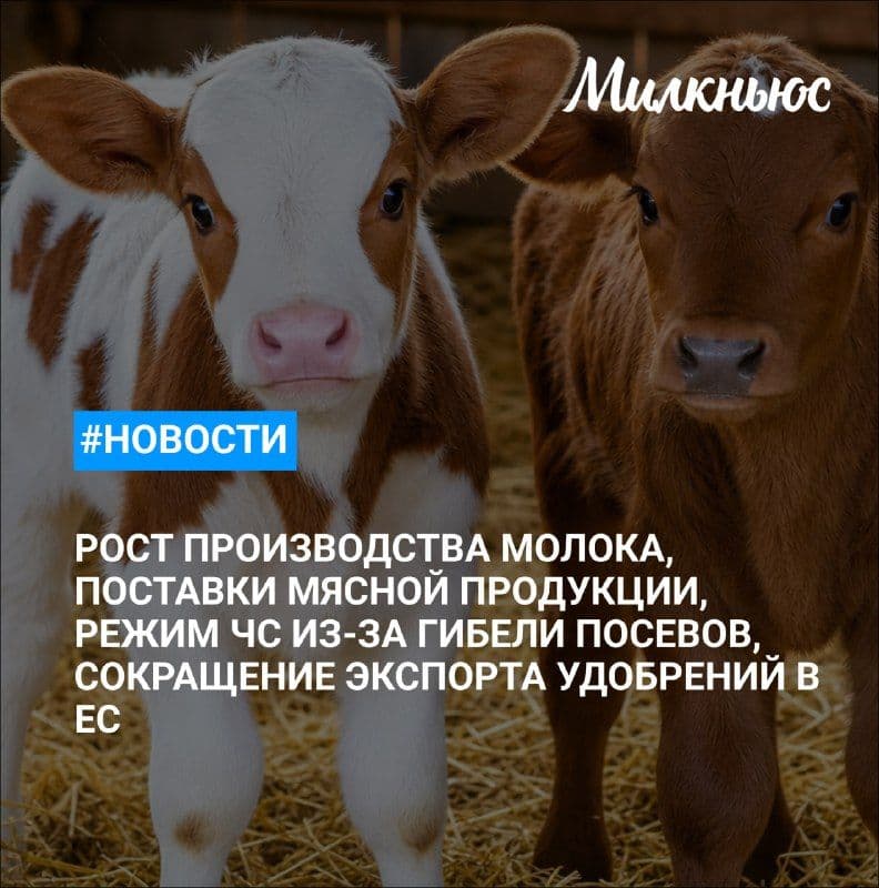 В Белгородской области в 2026 году ожидается рост производства молока на 20%