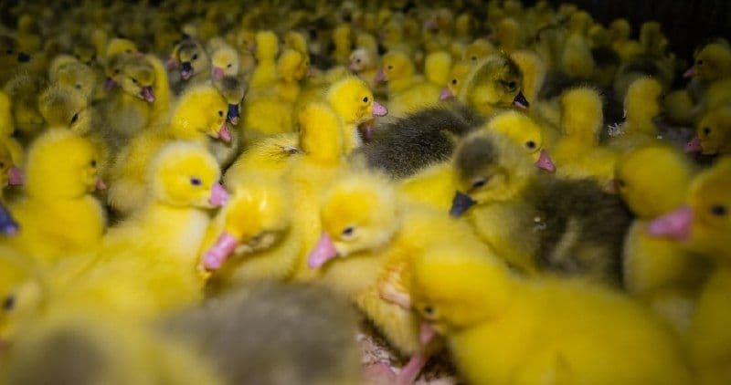 В Хабаровский край прибыло 400 суточных гусят из Башкортостана