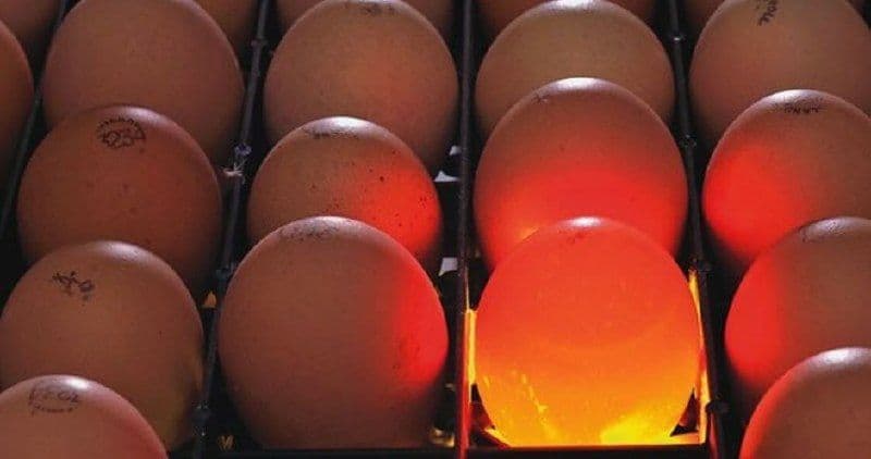В Красноярский край доставлена партия инкубационных яиц из Узбекистана