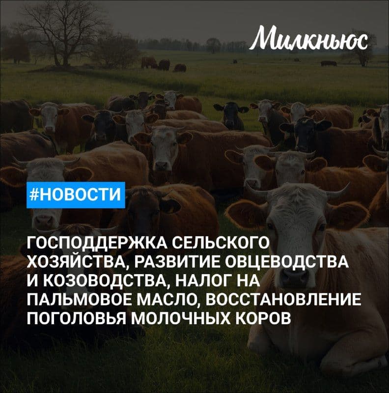 В Новосибирской области к концу года восстановят 70% поголовья молочных коров