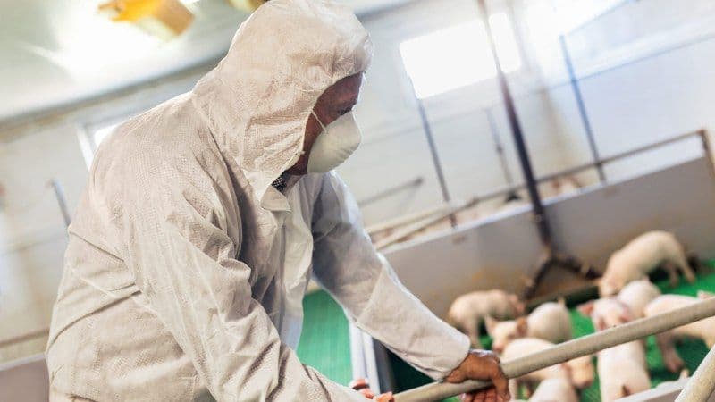 В Сербии введена чрезвычайная ситуация по африканской чуме свиней