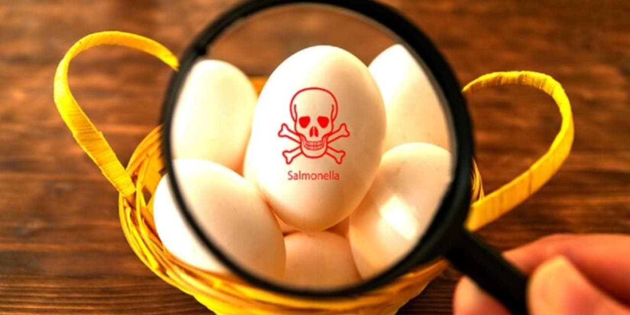 Polish eggs linked to 4 French Salmonella outbreaks