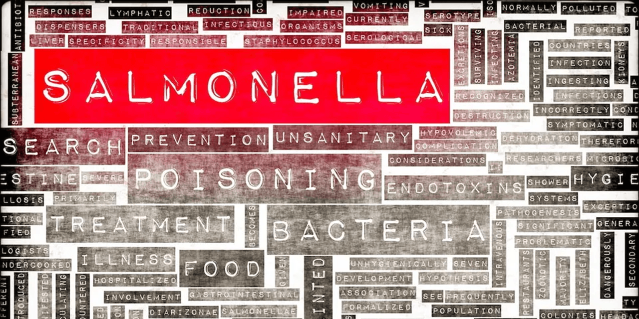 UK patient count in Salmonella outbreak passes 600