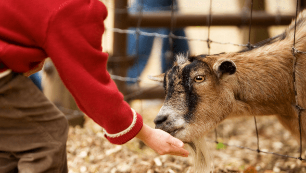 E. coli infections reported among children who visited pumpkin patches, petting zoos