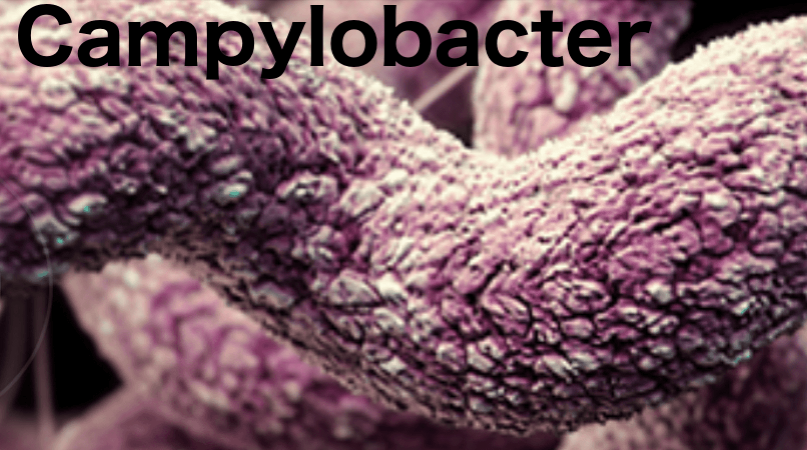 Campylobacter response in chickens not enough for elimination