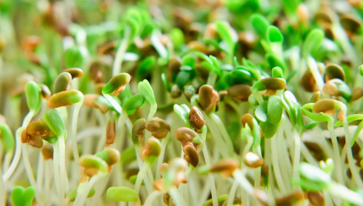 Sprouting seeds recalled because of Salmonella contamination