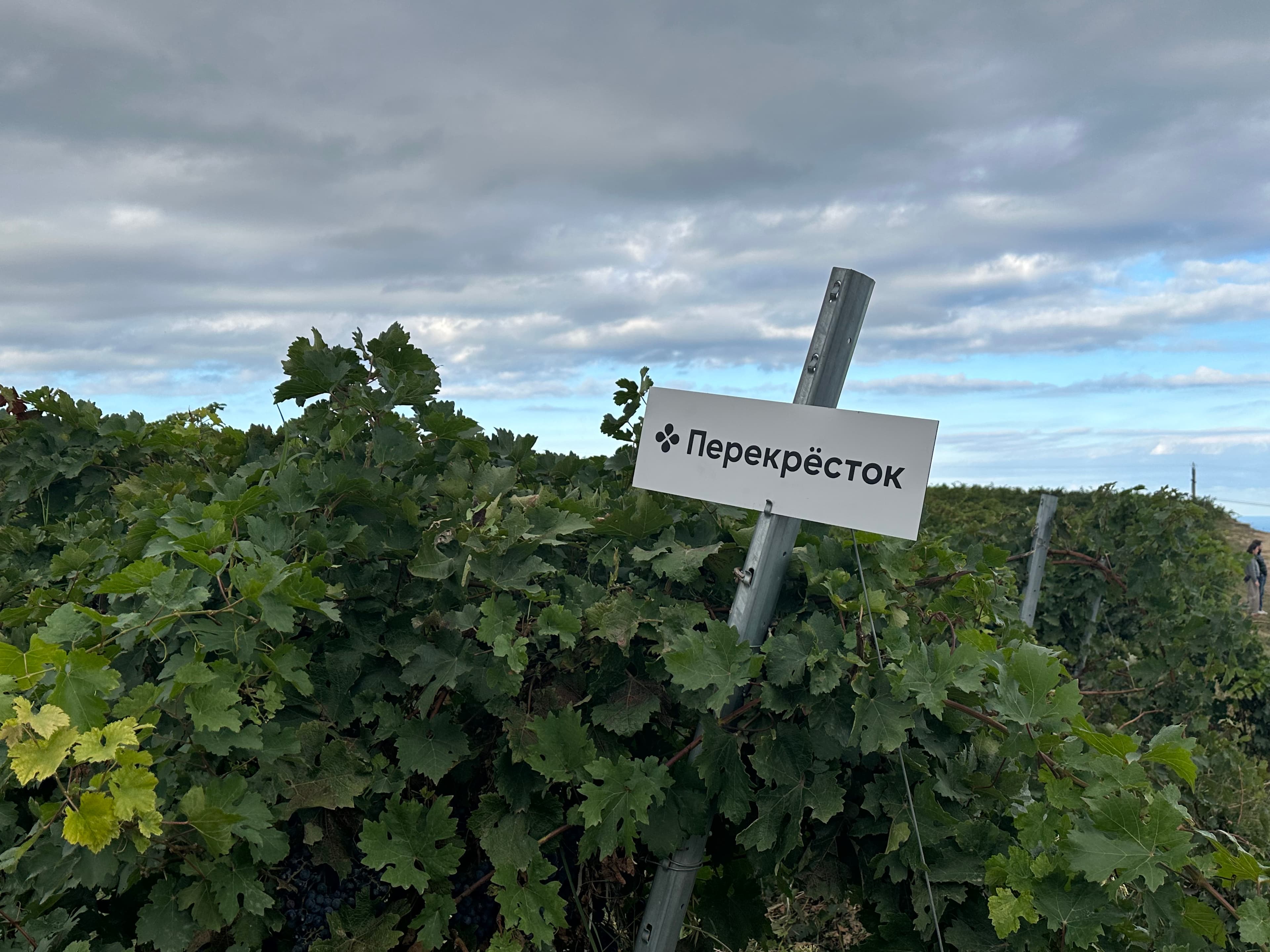 «Перекрёсток» и «Дербент Вино» закрепили отдельное производство под СТМ на фоне роста спроса на отечественное виноделие